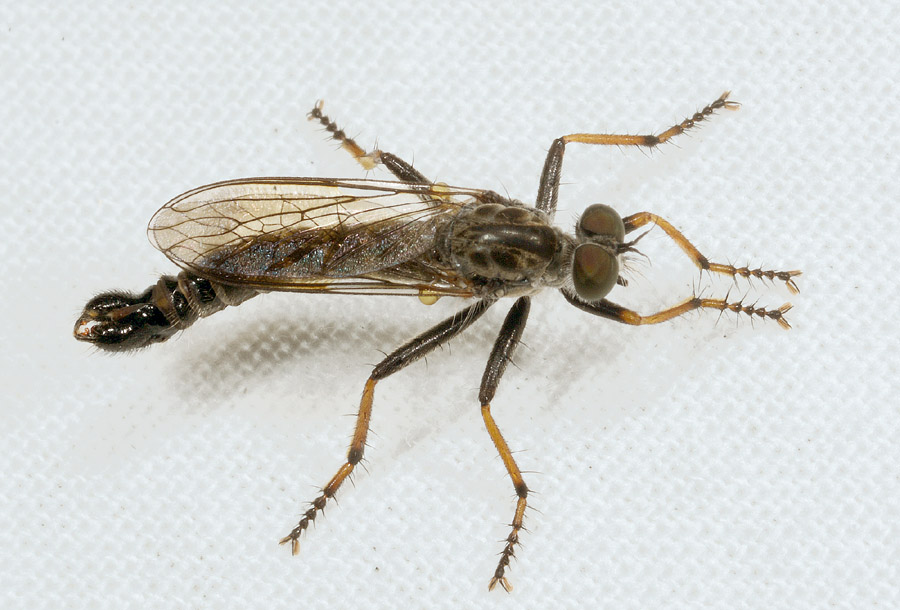 Asilidae da det 2: cf. Neomochtherus maschio